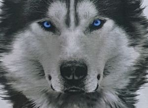 Детска тениска Хъски