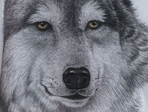 Детска тениска Бял Вълк, Серия вълци